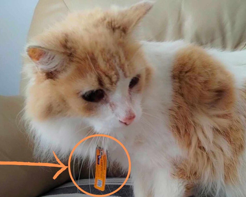 ​tags for pets, id tags for pets, tags for cat