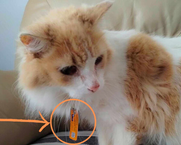 ​tags for pets, id tags for pets, tags for cat